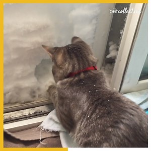 1M views · 3.5K reactions | Watch this cat make a kitty igloo. | Try Not to Laugh | Facebook