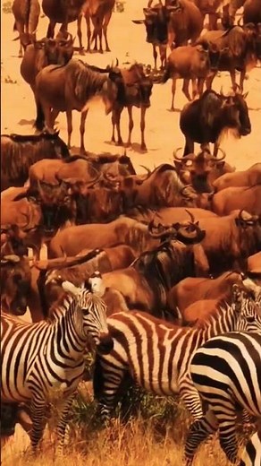 Wildebeest Sounds