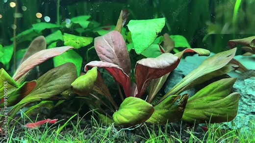 Fresh water aquarium with water plants and tiny red cherry shrimps swimming