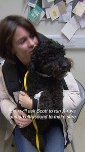 Nerve damage leaves puppy unable to walk 🐾 | Vet On The Hill