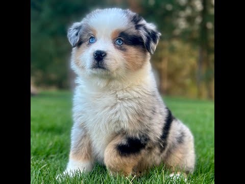 Miniature Australian Shepherd For Sale... Booker is a beautiful little guy looking for a new home...