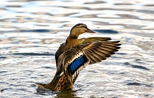 An Australian Dictionary Named 'Milkshake Duck' As Their 'Word Of The Year' And It's Brilliant