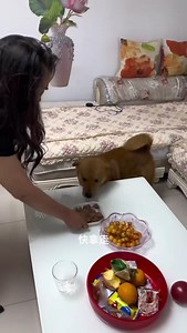 You are trying to trick me, right Isn't she not at home I will never trust you again😆😆 #dog #smartdog #viraldog | Please call me Fatty