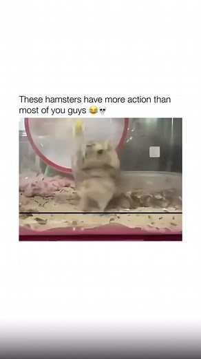 follow (us) @dirtyfolder for more Gerbils 🐹 are tiny bundles of energy and curiosity, always busy exploring their world. With their soft fur, bright eyes, and constantly twitching noses, they’re both adorable and fascinating to watch. Whether they’re digging tunnels, spinning in wheels, or nibbling on treats, gerbils turn even a simple enclosure into a lively playground. 🏜️✨ They’re social little creatures who love having gerbil friends to chatter and snuggle with, making them wonderful pets f