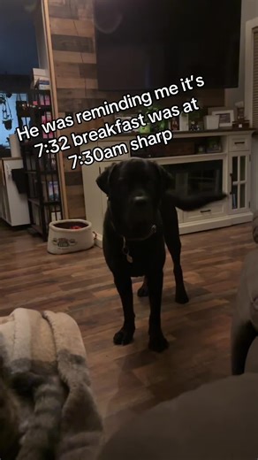 Morning routine with the dogs, breakfast is a big deal and should never be late. Dogs are the best alarm clock #dogs #rotweiller #morningroutine #breakfasttime