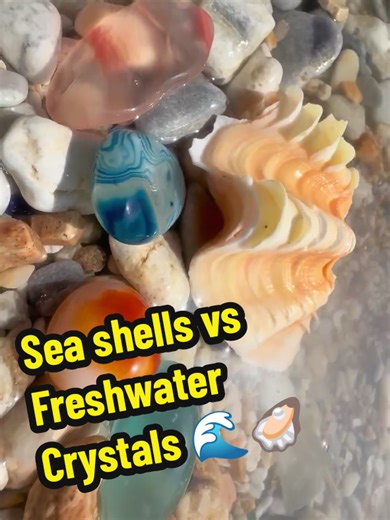 Sea Shells vs Freshwater Snails: A Comparative Study