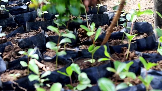 OVERVIEW OF LEH GO GREEN PROJECT The overall objective of the LEH GO GREEN project is to improve natural resources governance and business environment for sustainable forest-based activities in line with the 2021-2024 EU Programming Forestry & Conservation Contribution to TEI ‘Sustainable Forestry and Biodiversity Conservation in Liberia.