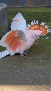 Pink Cockatoo 🦜🦜 🦜 🦜 The Pink Cockatoo, previously known as Major Mitchell’s cockatoo, is a uniquely beautiful Australian bird distinguished by its vibrant salmon-pink face, neck, & underbelly, contrasted with a white back and a striking red-and-yellow crest. Found in arid/semi-arid inland areas, it is considered one of Australia's most stunning and, due to threats like habitat loss, is listed as a threatened species. Enjoy 😉 #cockatoo #birds #nature #wildlife #parrots #birdlife #fbviral #b
