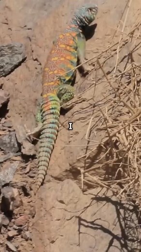 Spider-Man Lizard! | Fairly Odd Facts