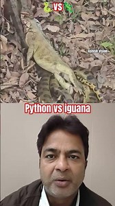python vs Iguana 🐍🦎🔥| wildlife shorts | #shorts #animals #viral #ytshorts
