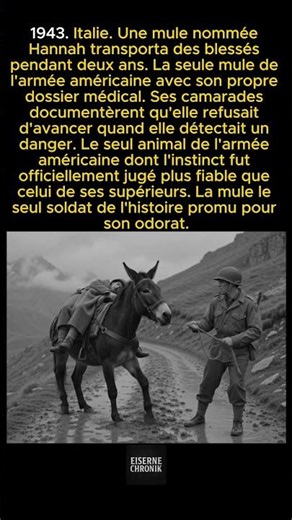 Une mule de l'armée américaine avait son propre dossier médical et son instinct fut déclaré plus