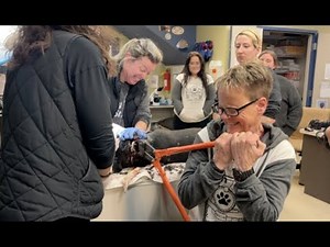 The worst embedded collar we have EVER SEEN - Stray Rescue of St.Louis