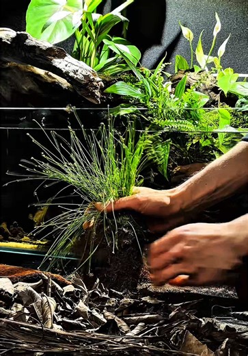 New plant added to the tank! 🌿 Scirpus cernuus brings a soft, natural vibe to the swamp zone. Rio Putumayo 🇧🇷 | Blackwater Biotope Tank 120x40x30 | 144 L Riverbank 🌿 Can’t wait to see how it grows! 🌱 Have you tried this plant in your setup? follow for more @aquagoekhan follow for more @aquagoekhan #aquarium #biotopeaquariums #aquascaping #plantedtank #aquascapedesign #aquariumplants #natureaquarium #aquariuminspo #plantreveal