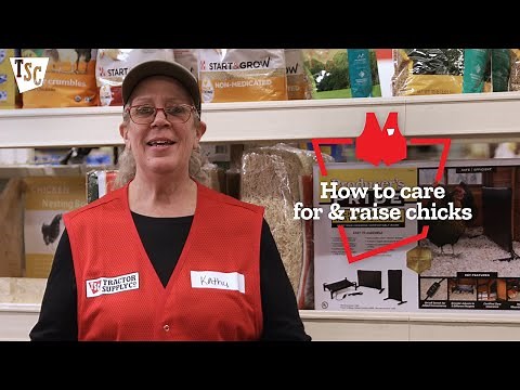 How to Care For & Raise Baby Chicks | Tractor Supply Co.
