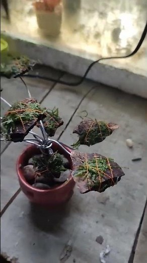 Adding JAVA MOSS to our Aquarium #youtube #aquarium #javamoss #moss#aquaticlife