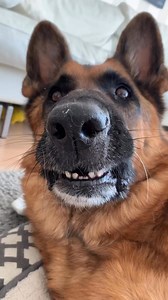 After the vet high af😵‍💫 He removed calculus and checked my nose. | German Shepherd Universe