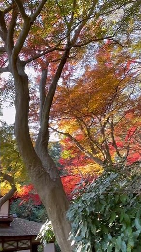 三溪園の紅葉🍁#shorts＃紅葉 #三渓園＃日本庭園＃SANKEIEN GARDEN＃Japanese garden in Yokohama