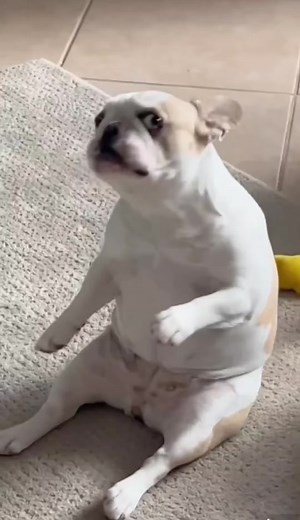 Adorable French Bulldog Dancing to Music