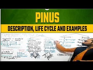 Life Cycle of Pinus || Pinus life Cycle || characteristics of Gymnosperms