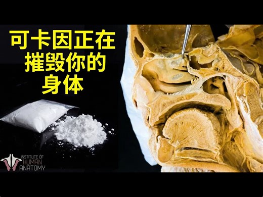 【熟肉】为什么可卡因极其危险：揭秘它对身体的巨大破坏 - Institute of Human Anatomy