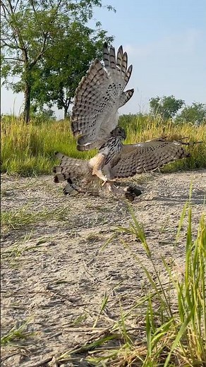 How hawk eagle hunting bird of prey#youtube #birds #nature #animals