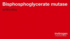 Bisphosphoglycerate mutase antibodies from Thermo Fisher Scientific
