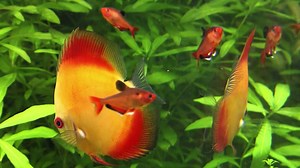 Jak vidí ryby - ČT edu - Česká televize