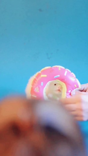 Mr. Moose the Famous Ferret on TikTok