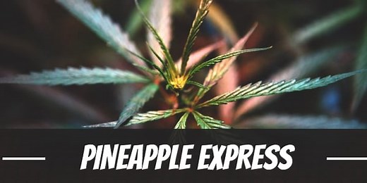 Pineapple Express Cannabis Strain Information & Review