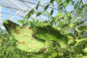 Tomato leaf mold in hoophouse tomatoes