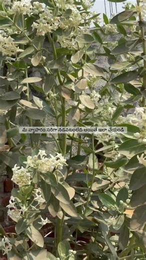 If your business is not running well, do this #bissness #viral #viralvideo #viralshorts