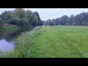 Discover Quality Alpacas for Sale - Your Trusted Alpaca Source