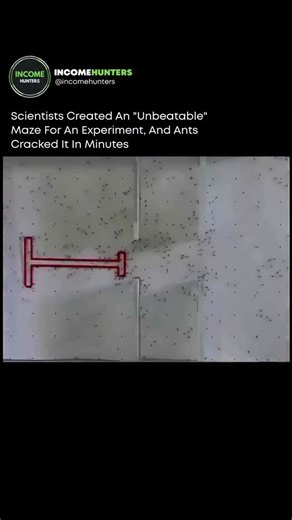 Politics / Finance / News / Tech | Ants aren’t just smart — they think like a living computer. 🐜⚡️ In a Sheffield University experiment, researchers released hundreds of... | Instagram