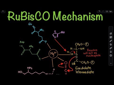 RuBisCO Carboxylation Mechanism in the Calvin Cycle | Biochemistry
