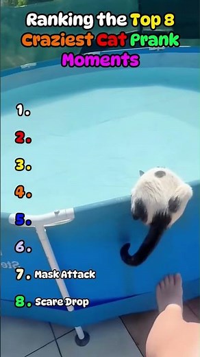 Cat Prank Moments Compilation