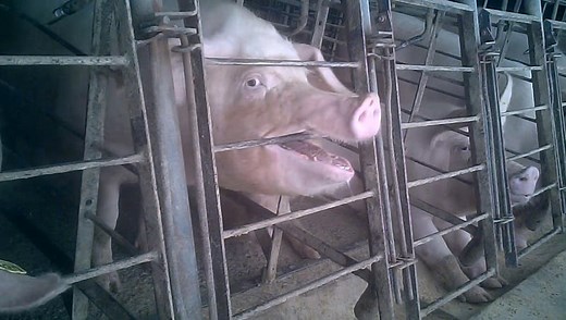 JBS USA: Behind America's Leading Meat Processor