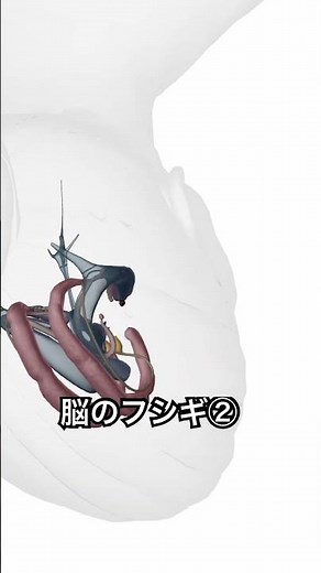 医学博士の解剖旅364 脳について②大脳の内側には、記憶に関わる海馬や、情動の中心である扁桃体などを含む「大脳辺縁系」があります。#解剖学#ダイエット#病気#大脳辺縁系