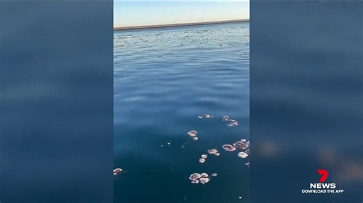 There have been more grey conditions across Adelaide but skies are clearing over coming days - Amelia Mulcahy has an update on the state’s algal bloom outbreak from Brighton. Send your weather videos and photos to 7NEWS Adelaide: http://m.me/7NEWSAdelaide #7NEWS | 7NEWS Adelaide