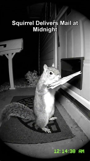Squirrel Delivers Mail at Midnight