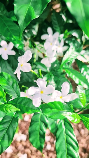 Medicinal Shrubs 101: Crepe Jasmine/ Pinwheel Flower | The Weeds and Seeds Guy