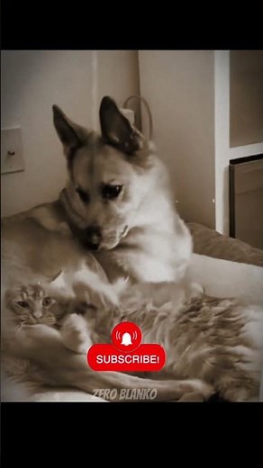 cat vs. dog: the ultimate friendship ever #petvideos # #catvideos #doggybestfriend