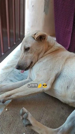 Qatil smile hai bhai ki😎🤌💀 #subscribe #funny #youtubeshorts #trending #ytshorts #dog #dogshorts