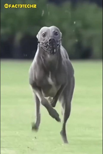 “The Truth About Tail Docking in Dogs 🐶 |by Fact3Techz | #short #ytshort #fact #dog #shortvideo 🤯
