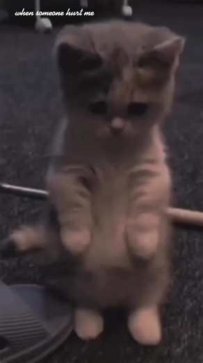 Hurt Me Sad Cat Video: Emotional Moments with 🖤CHANDA🖤