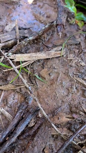 masstiktok_phallaoutdoors__ Part 53 _ Survival Skills_ SMART #SurvivalSkills #Bushcraft #OutdoorAdventure #PrimitiveSkills #WildernessSurvival #EmergencyPreparedness #SelfReliance #CampingTips #OutdoorLiving #NatureSkills #OutdoorEducation #SurvivalTraining #UrbanSurvival #PrepperLife #Wildcrafting #HikingEssentials #Survivalist #NatureLovers #SurviveTheWild #LearnToSurvive | Phalla Outdoors