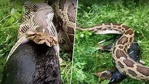 13-Foot-Long Rock Python Swallows Stray Dog in 14 Seconds in Udaipur (Watch Video) | 👍 LatestLY