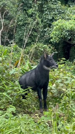 SUMATRAN FOREST GOATS CHALLENGE EARTH'S GRAVITY #shorts