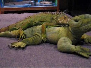 Iguana and his little "toy"