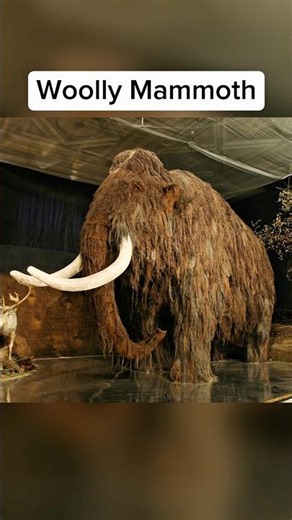 Extinct Animals That Lived In Your Country 🤯