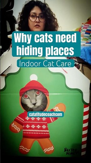 Why Every Cat Needs a Hiding Place | Indoor Cat Behavior & Safety #catsafety #cats #learnonyoutube